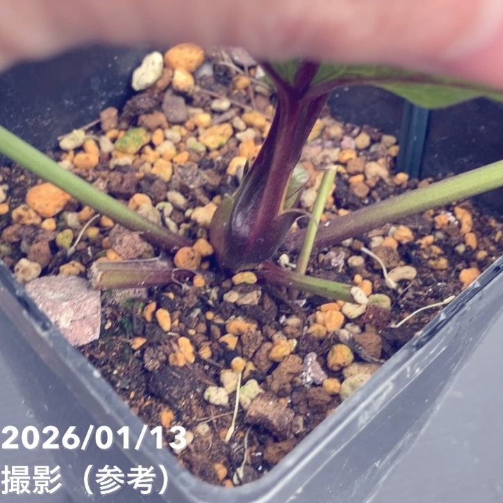 一点物】堀切園 クリスマスローズ ウィンターシンフォニー 5号角鉢