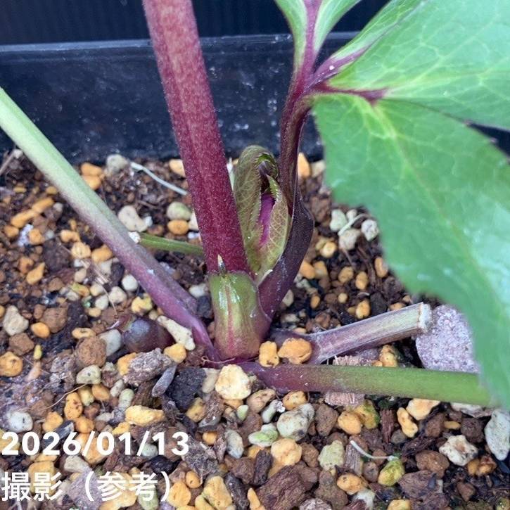 一点物】堀切園 クリスマスローズ ウィンターシンフォニー 5号角鉢