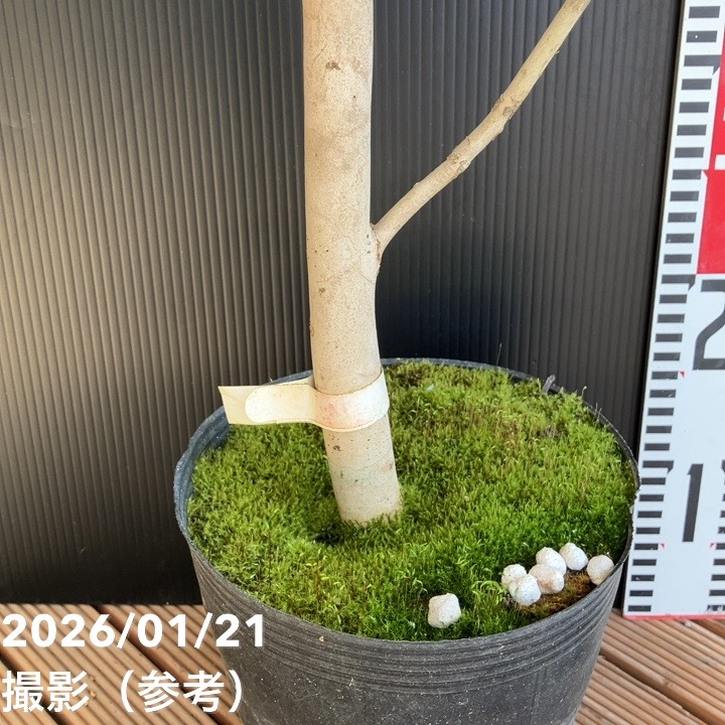 夏椿✨様 リクエスト 2点 まとめ商品 椿様 リクエスト 2点 まとめ商品 - メルカリ