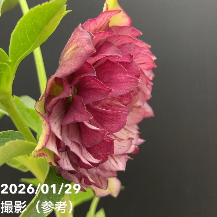 一点物】横山園芸 クリスマスローズ プリマドレス 4.5号（YK14）｜山野