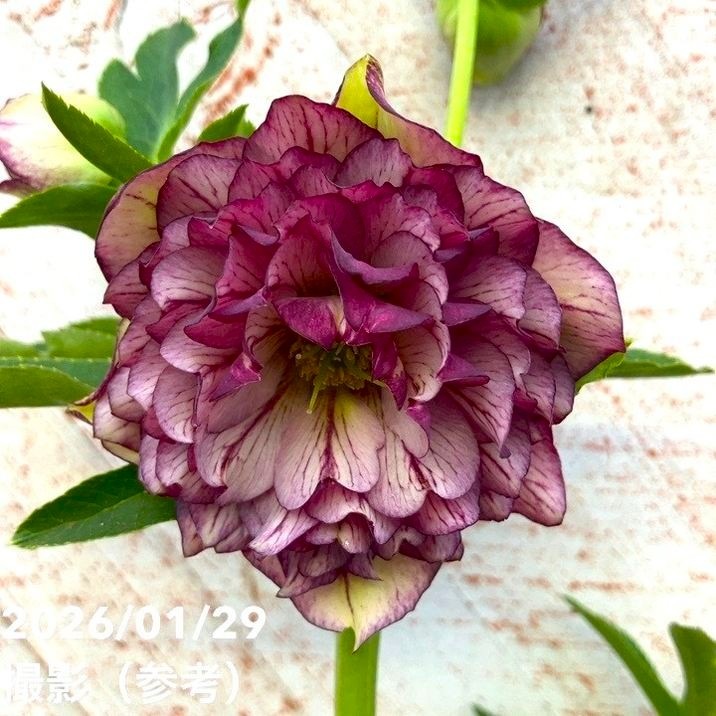 一点物】横山園芸 クリスマスローズ プリマドレス 4.5号（YK14）｜山野