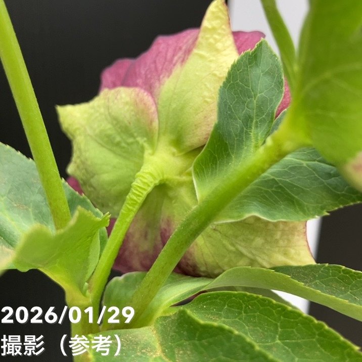 お買い得一点物咲き進み株】横山園芸 クリスマスローズ プリマドレス