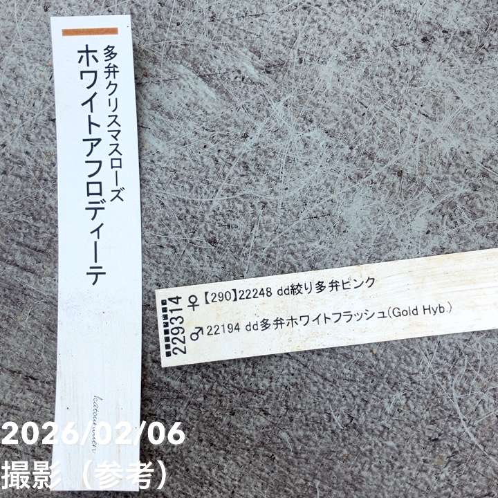 一点物】加藤農園 多弁クリスマスローズ ホワイトアフロディーテ 4.5号