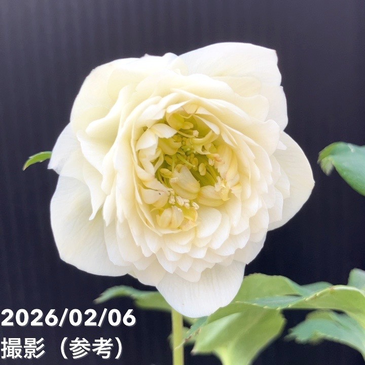 一点物】加藤農園 多弁クリスマスローズ ホワイトアフロディーテ 4.5号