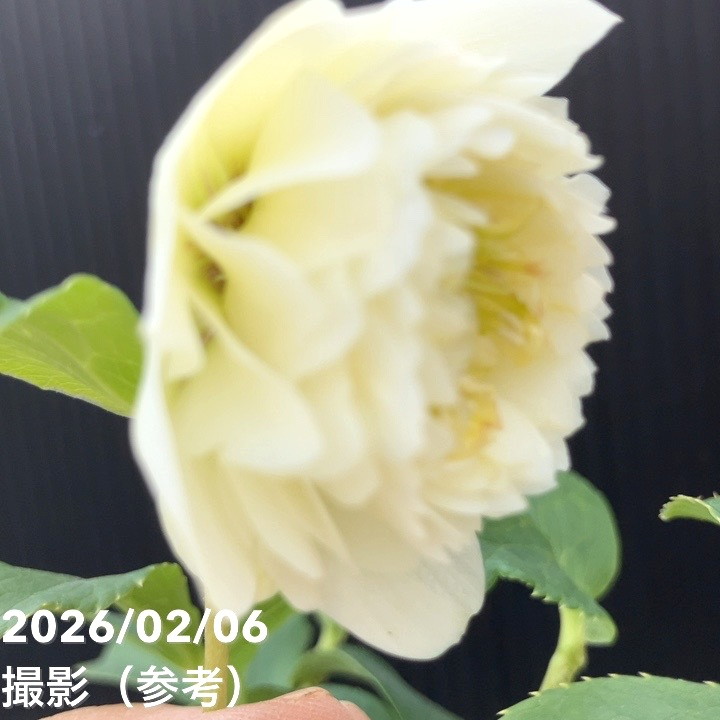 一点物】加藤農園 多弁クリスマスローズ ホワイトアフロディーテ 4.5号