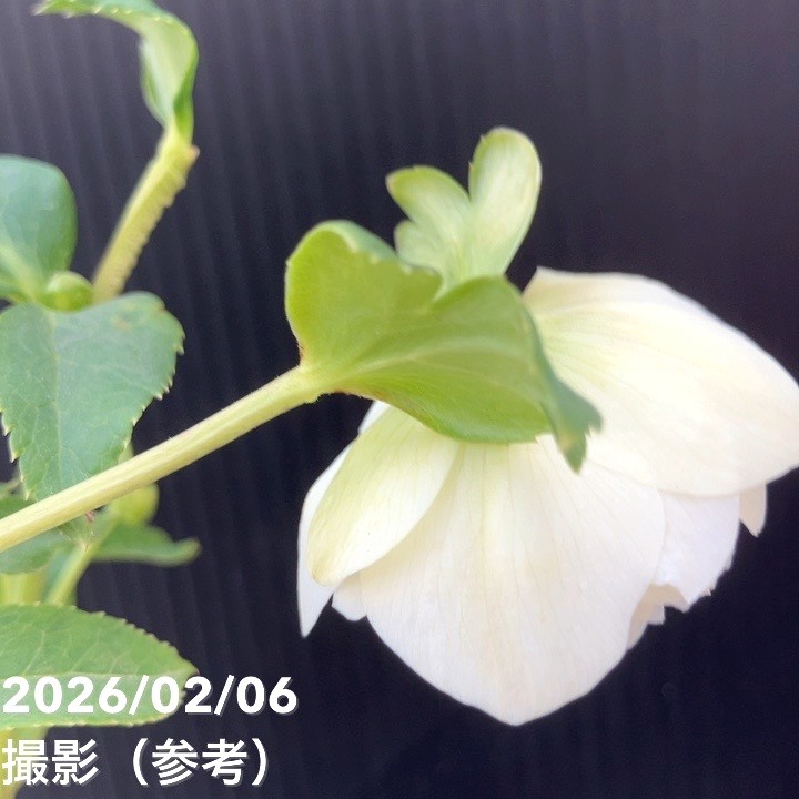 一点物】加藤農園 多弁クリスマスローズ ホワイトアフロディーテ 4.5号