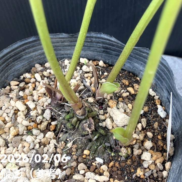 一点物】加藤農園 多弁クリスマスローズ ホワイトアフロディーテ 4.5号