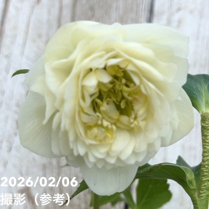 一点物】加藤農園 多弁クリスマスローズ ホワイトアフロディーテ 4.5号