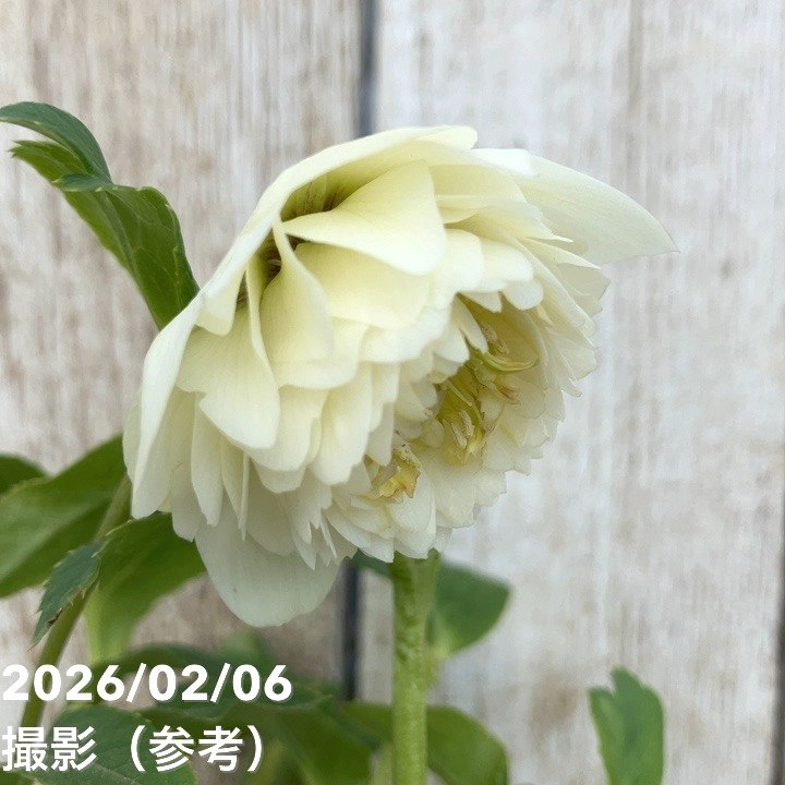 一点物】加藤農園 多弁クリスマスローズ ホワイトアフロディーテ 4.5号