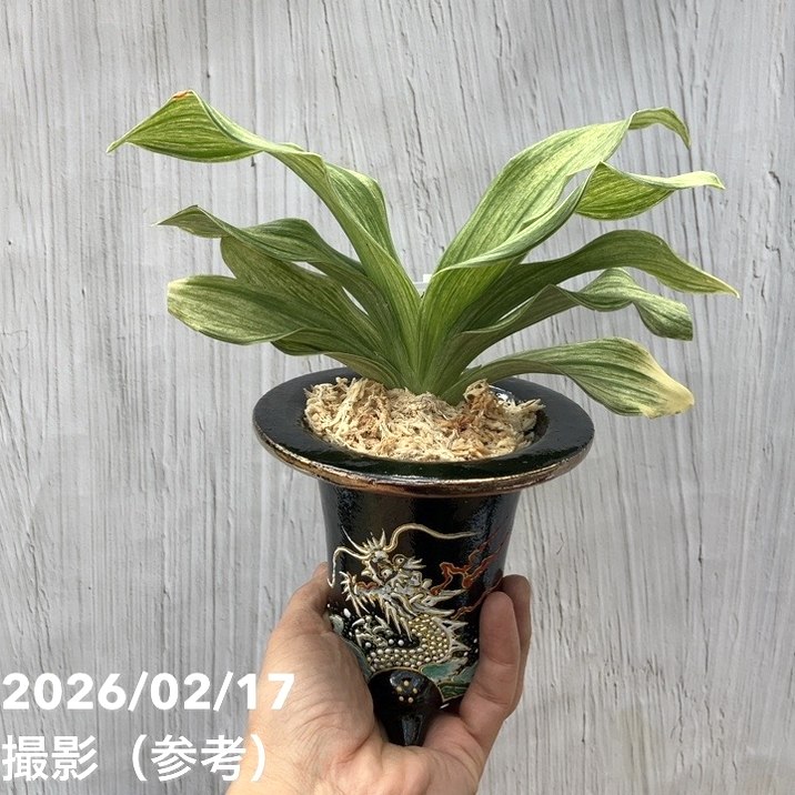 現品お届け】豊明園 万年青 オモト 白鳳実生（はくほうみしょう）錦鉢