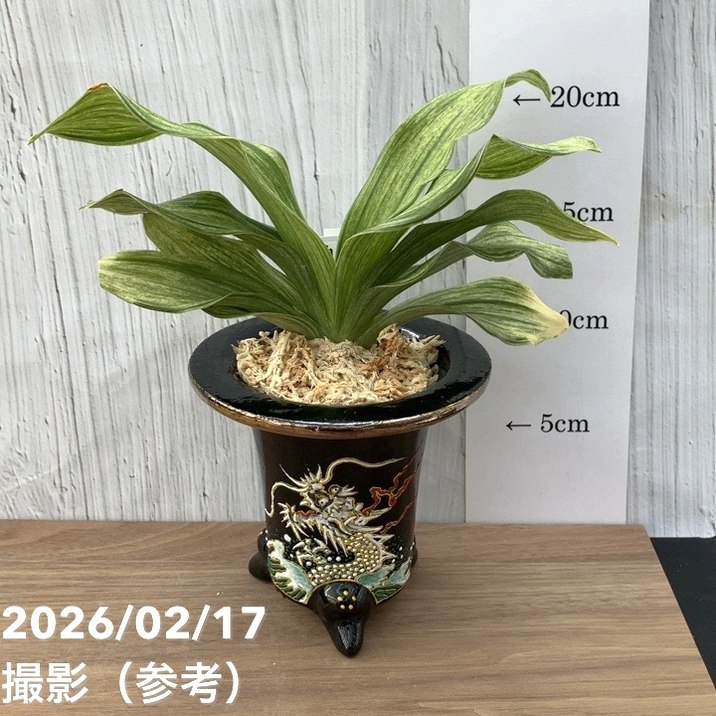 現品お届け】豊明園 万年青 オモト 白鳳実生（はくほうみしょう）錦鉢