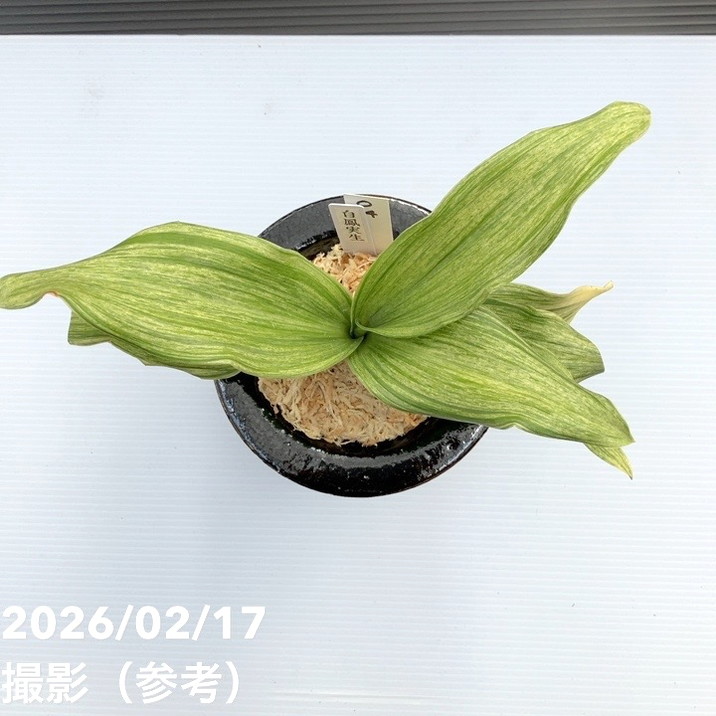 現品お届け】豊明園 万年青 オモト 白鳳実生（はくほうみしょう）錦鉢