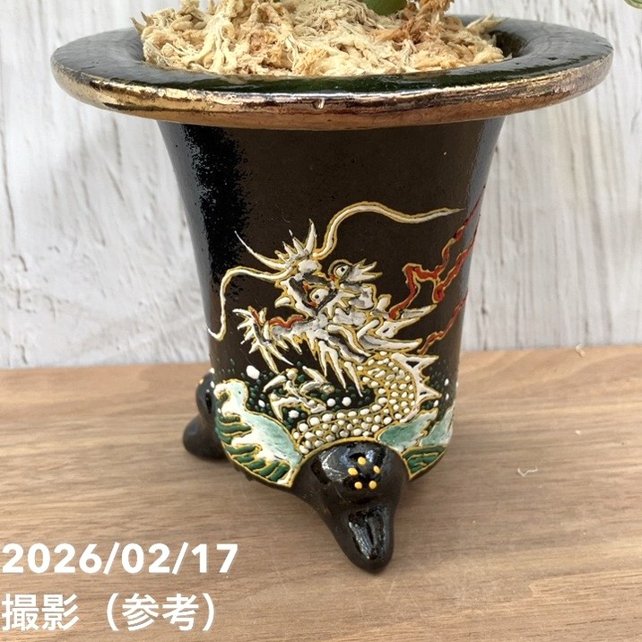 豊楽焼　鳳凰魚糸蒔絵　油壷　時代箱付　M　R5845 現品お届け】豊明園 万年青 オモト 白鳳実生（はくほうみしょう）錦鉢