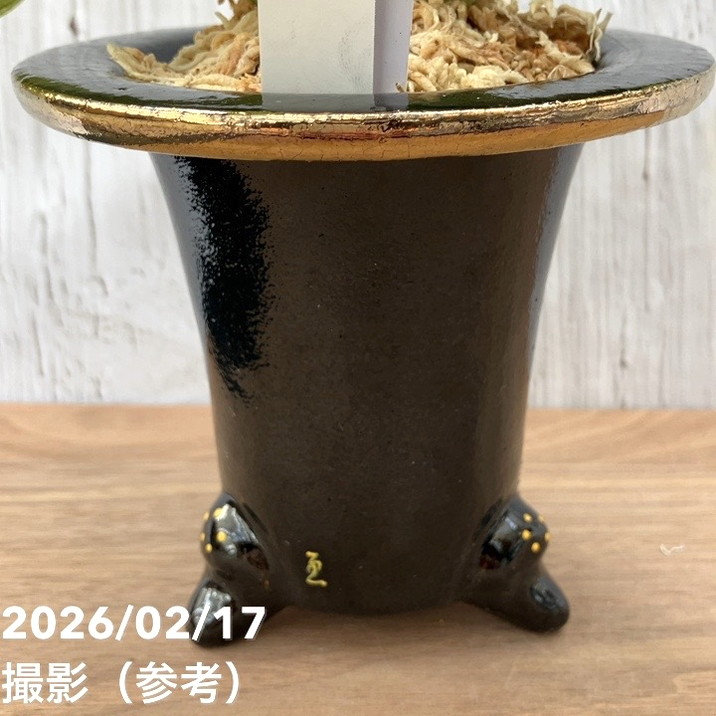現品お届け】豊明園 万年青 オモト 白鳳実生（はくほうみしょう）錦鉢