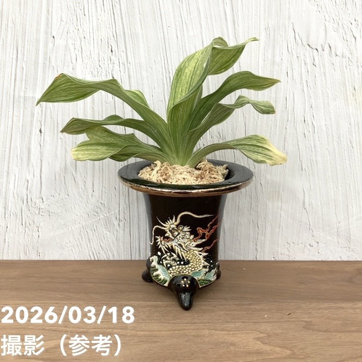 現品お届け】豊明園 万年青 オモト 白鳳実生（はくほうみしょう）錦鉢