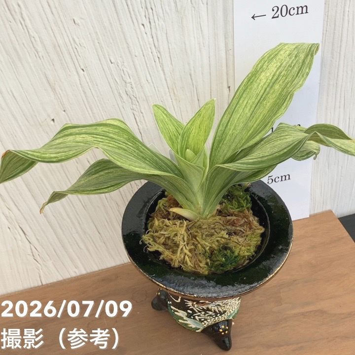 決算P5倍！10%OFF！8/2まで】【現品お届け】豊明園 万年青 オモト 白鳳