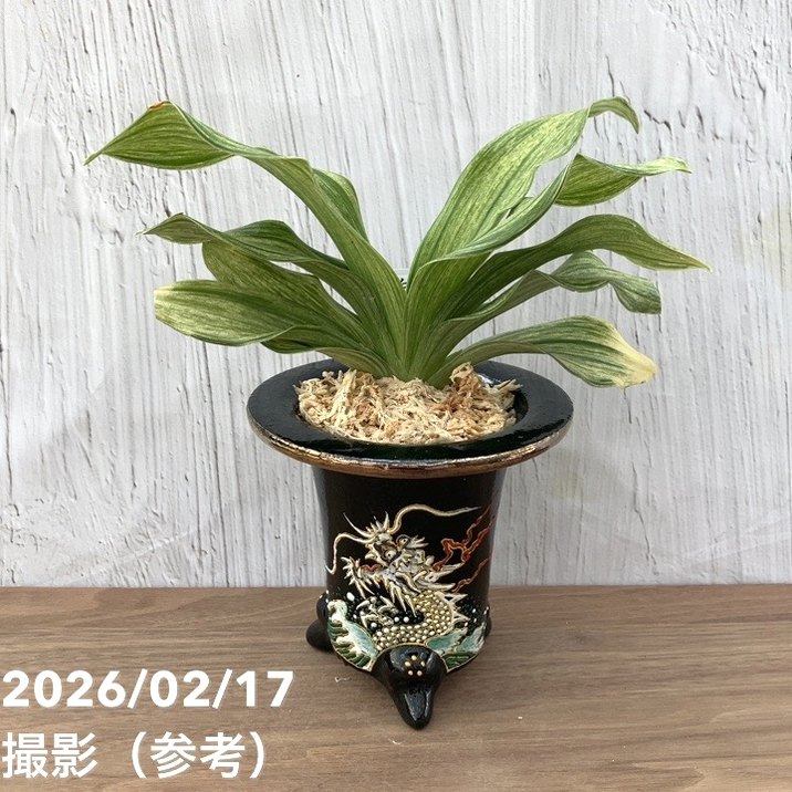 現品お届け】豊明園 万年青 オモト 白鳳実生（はくほうみしょう）錦鉢