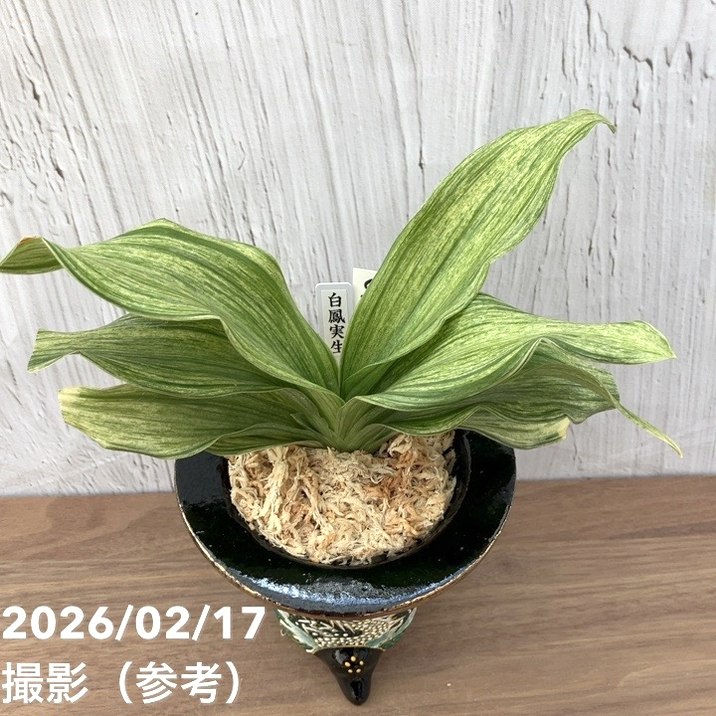 現品お届け】豊明園 万年青 オモト 白鳳実生（はくほうみしょう）錦鉢