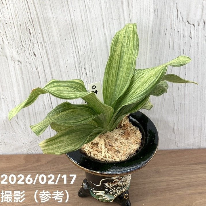 決算P5倍！10%OFF！8/2まで】【現品お届け】豊明園 万年青 オモト 白鳳