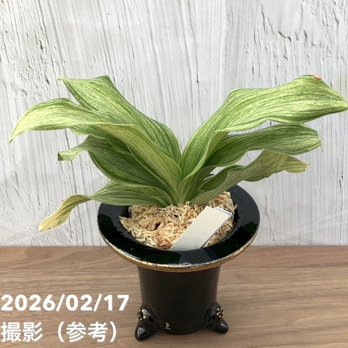 錦鉢　万年青鉢　鳳凰 楽天市場】◇京楽焼窯元「愛楽園」直送◇『万年青鉢（おもと鉢） 虎