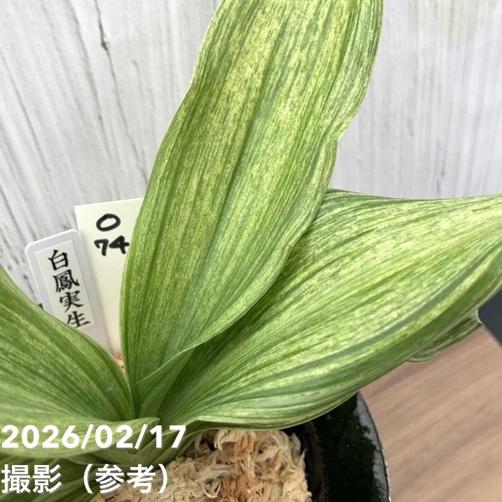 万年青「玉鸞」 万年青「玉鸞」 万年青「玉鸞」 夏セール対象商品】【現品お届け】豊明