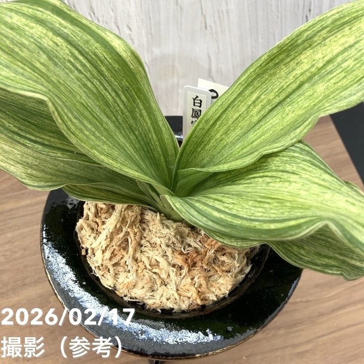 現品お届け】豊明園 万年青 オモト 白鳳実生（はくほうみしょう）錦鉢