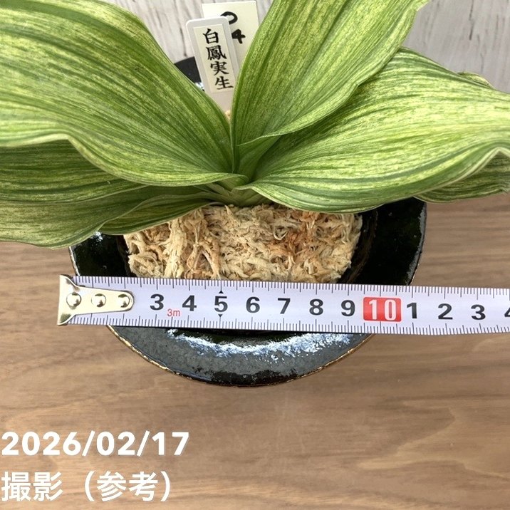 現品お届け】豊明園 万年青 オモト 白鳳実生（はくほうみしょう）錦鉢