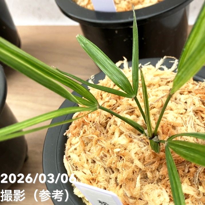 数量限定】観音竹 カンノンチク 錦松 きんしょう プラ鉢｜観葉10-TU