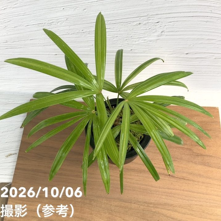 数量限定】観音竹 カンノンチク 錦松 きんしょう プラ鉢｜観葉10-TU