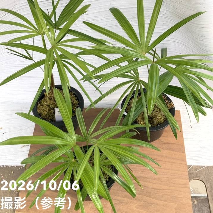 数量限定】観音竹 カンノンチク 錦松 きんしょう プラ鉢｜観葉10-TU