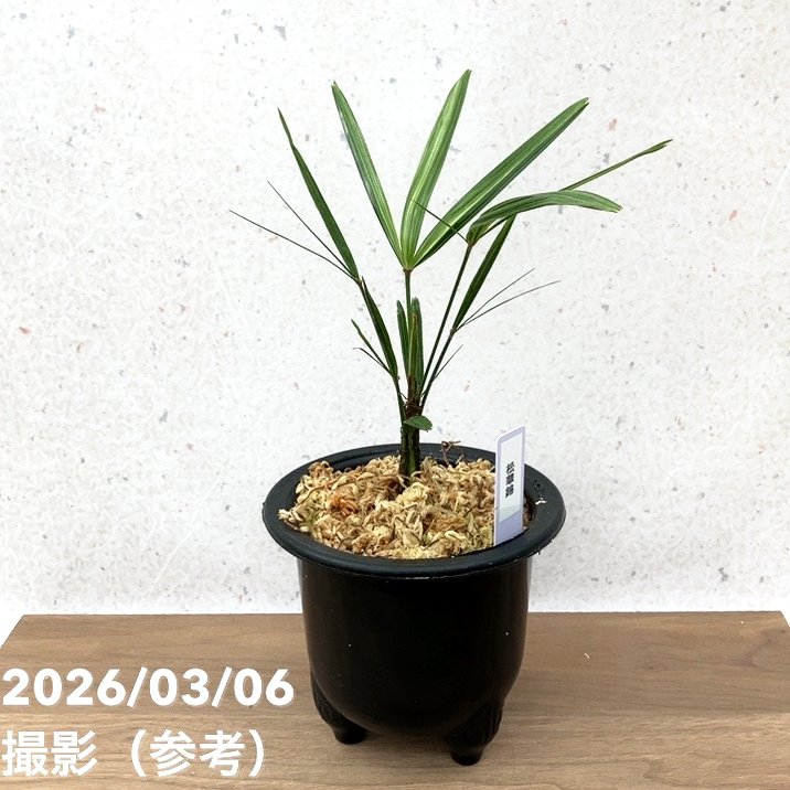 数量限定】観音竹 カンノンチク 錦松 きんしょう プラ鉢｜観葉10-TU