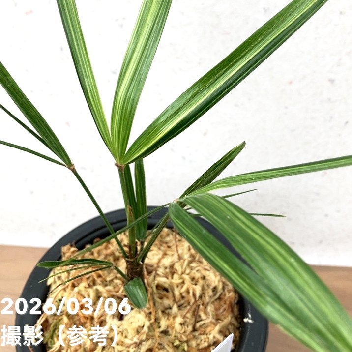 数量限定】観音竹 カンノンチク 錦松 きんしょう プラ鉢｜観葉10-TU