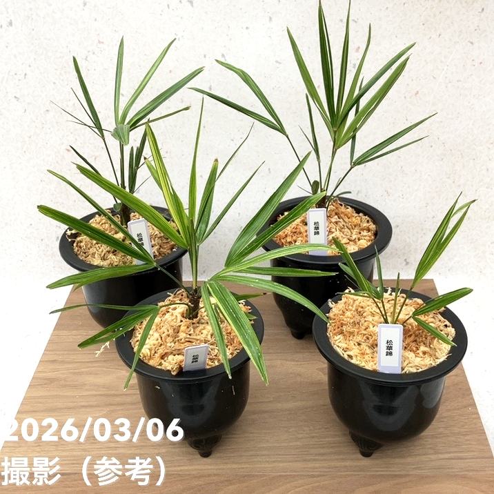 数量限定】観音竹 カンノンチク 錦松 きんしょう プラ鉢｜観葉10-TU