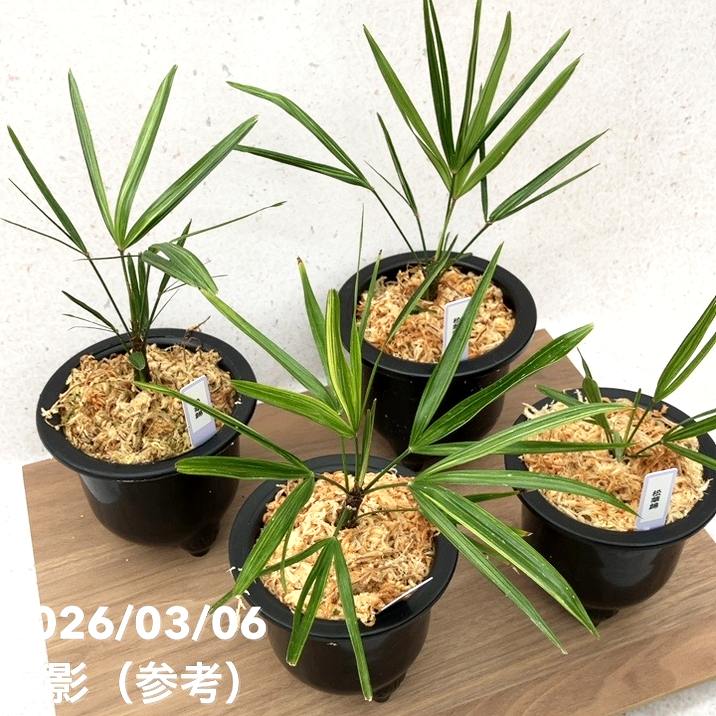 数量限定】観音竹 カンノンチク 錦松 きんしょう プラ鉢｜観葉10-TU