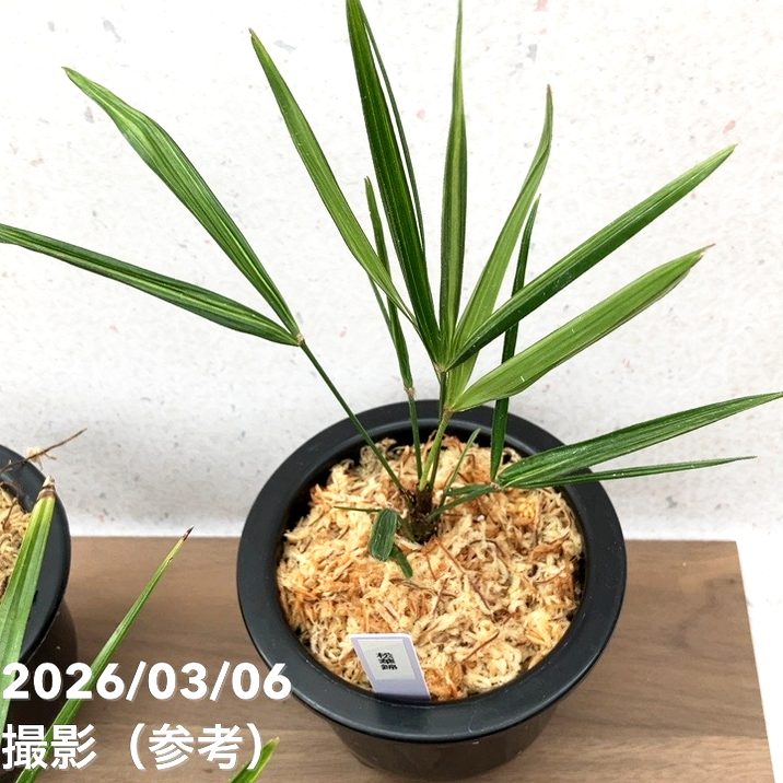 秋セール10%OFF！11/1まで】【数量限定】観音竹 カンノンチク 錦松