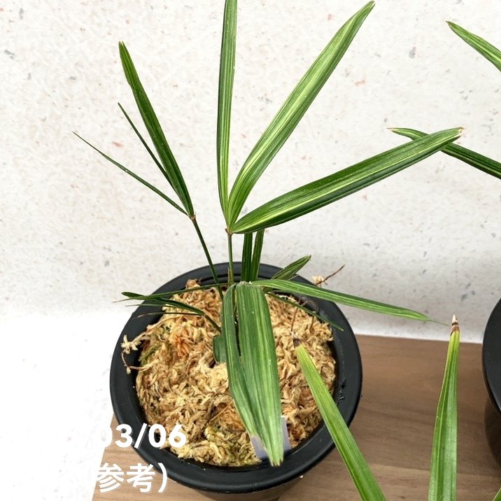 数量限定】観音竹 カンノンチク 錦松 きんしょう プラ鉢｜観葉10-TU