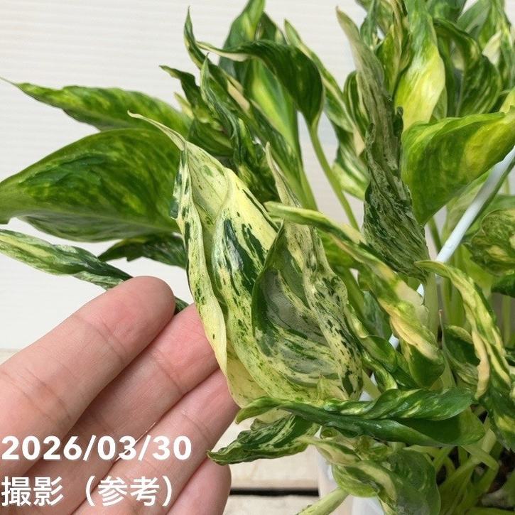 ポトス テルノ トラサン 5号吊り鉢｜観葉04-PA | 観葉・多肉,ポトス