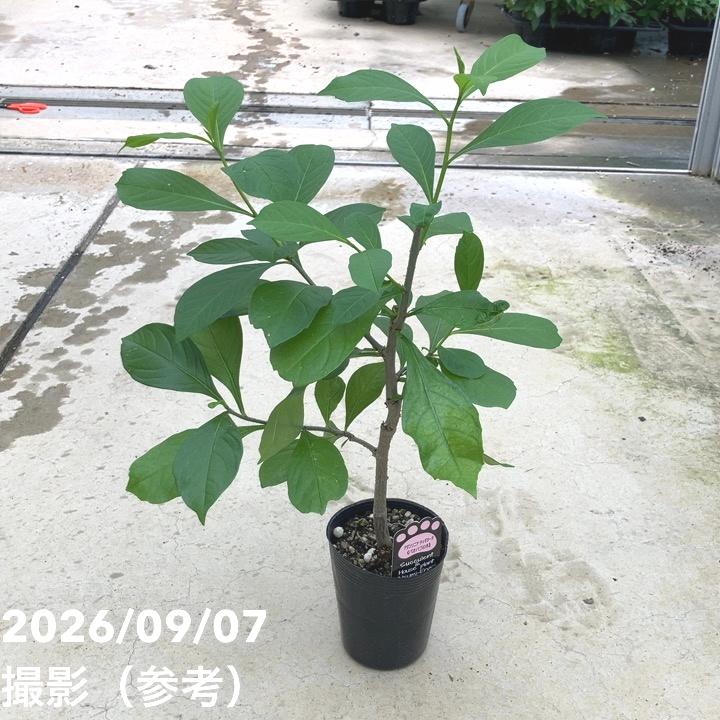 バオバブの木 3.5号 アダンソニア ディギタータ｜花木10-TU | 花木