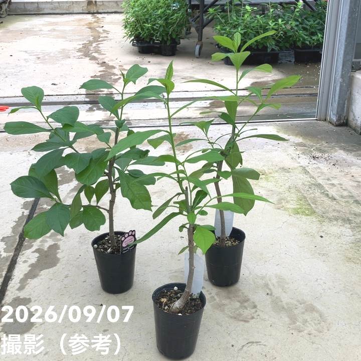 バオバブの木 3.5号 アダンソニア ディギタータ｜花木10-TU | 花木