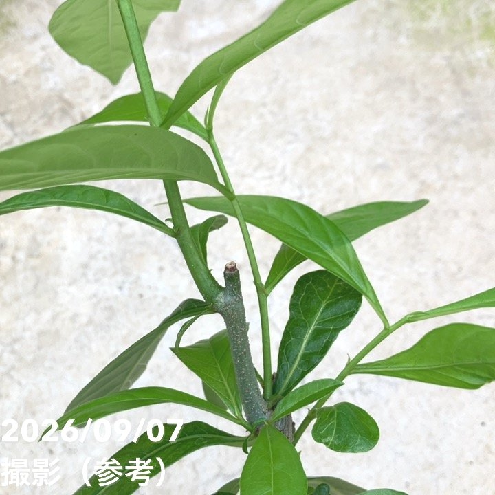 バオバブの木 3.5号 アダンソニア ディギタータ｜花木10-TU | 花木