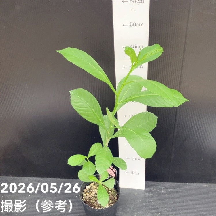バオバブの木 3.5号 アダンソニア ディギタータ｜花木04-PA | 花木