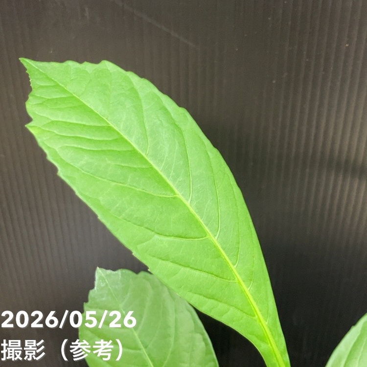 バオバブの木 3.5号 アダンソニア ディギタータ｜花木04-PA | 花木