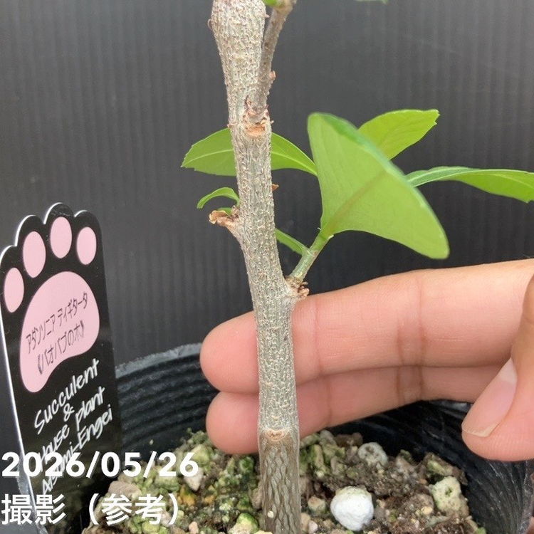 バオバブの木 3.5号 アダンソニア ディギタータ｜花木04-PA | 花木