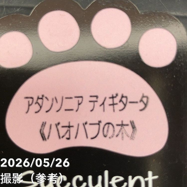 バオバブの木 3.5号 アダンソニア ディギタータ｜花木04-PA | 花木