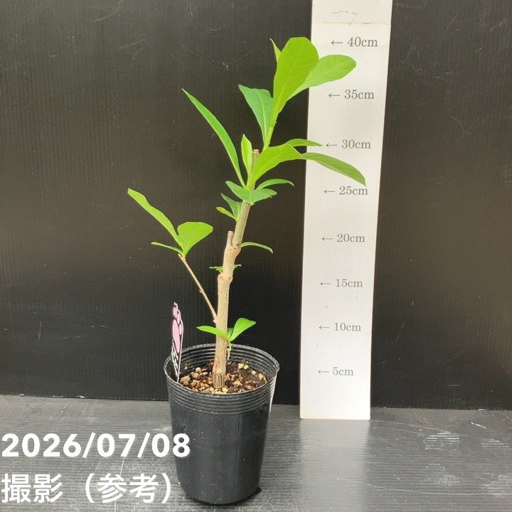 決算P5倍！10%OFF！8/2まで】バオバブの木 3.5号 アダンソニア