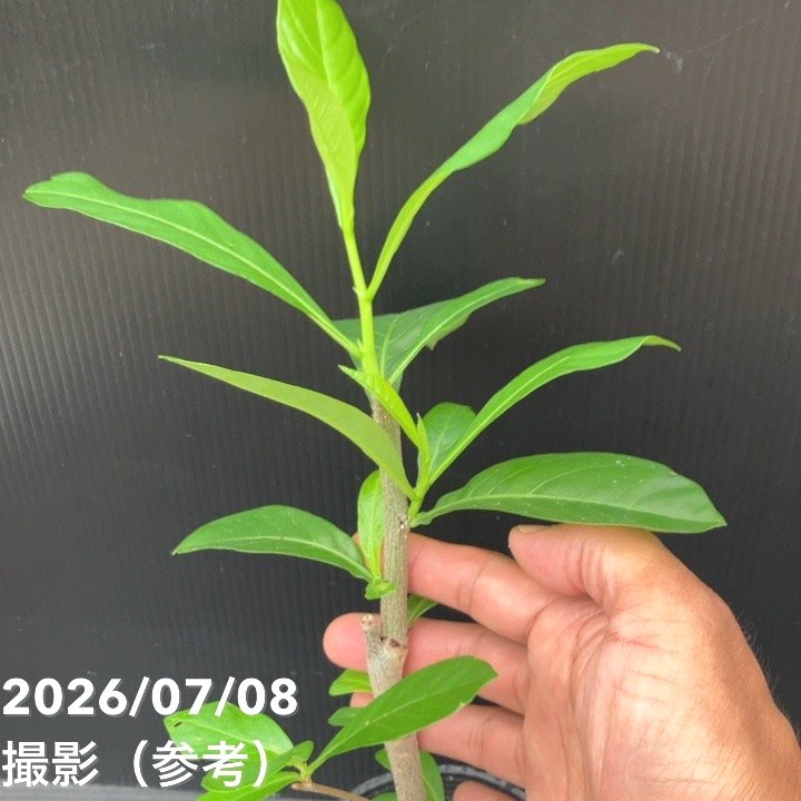 決算P5倍！10%OFF！8/2まで】バオバブの木 3.5号 アダンソニア