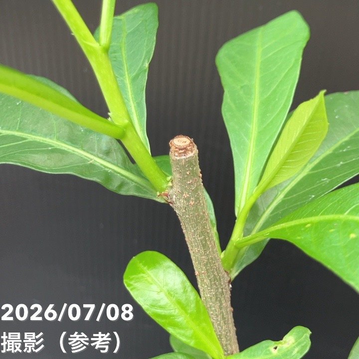 決算P5倍！10%OFF！8/2まで】バオバブの木 3.5号 アダンソニア