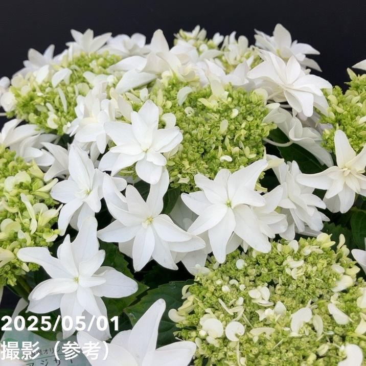 アジサイ 月うさぎ 7号｜花木10-TU | 花木・庭木,アジサイ類 | 赤塚