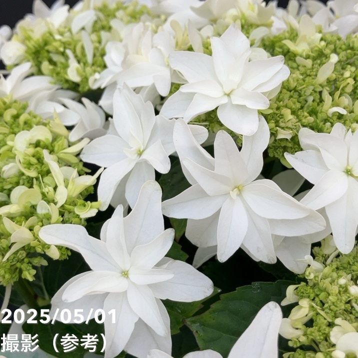 決算P5倍！10%OFF！8/2まで】アジサイ 月うさぎ 7号｜花木10-TU | 花木