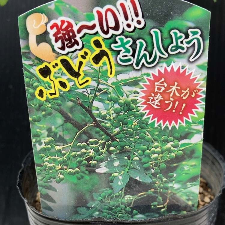 ぶどう山椒 4.5号ロングポット|果樹04-PA